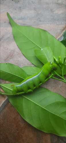 Oleander Hawkmoth