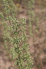 Silene chersonensis