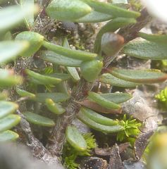 Pimelea oreophila