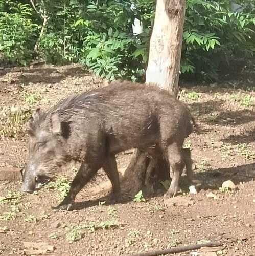 Wild Boar
