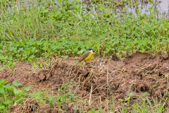Motacilla flava cinereocapilla
