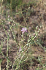 Centaurea arenaria