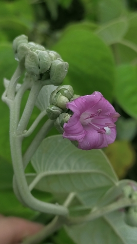 Argyreia osyrensis observed 2025-08-26