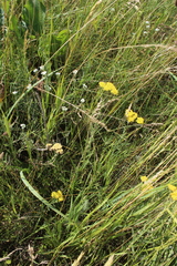 Achillea micrantha