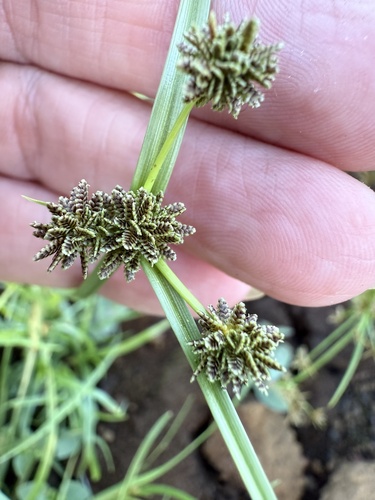 Cyperus difformis observed 2025-08-24