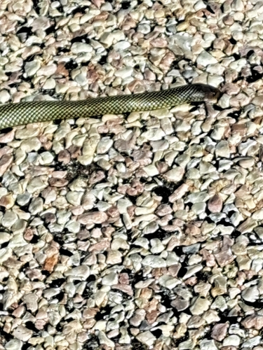 Mulga Snake sighting