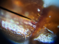 Xyleborus volvulus