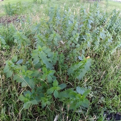 Urtica urens