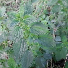 Urtica urens