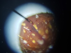 Xyleborus volvulus