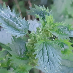 Urtica urens