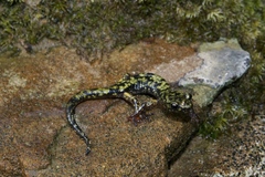 Aneides aeneus