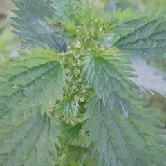 Urtica urens