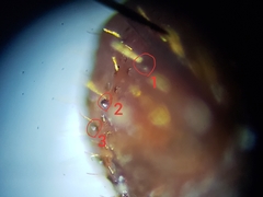 Xyleborus volvulus