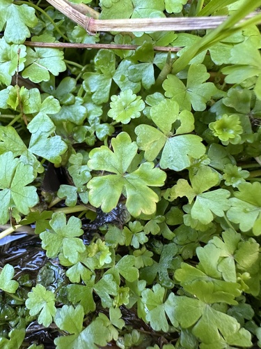 Hydrocotyle tripartita Hook.f.