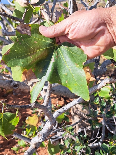 Brachychiton obtusilobus Guymer 3