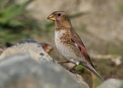 Crimson-Winged Finch photo 5