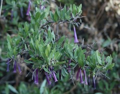 Dunalia spinosa
