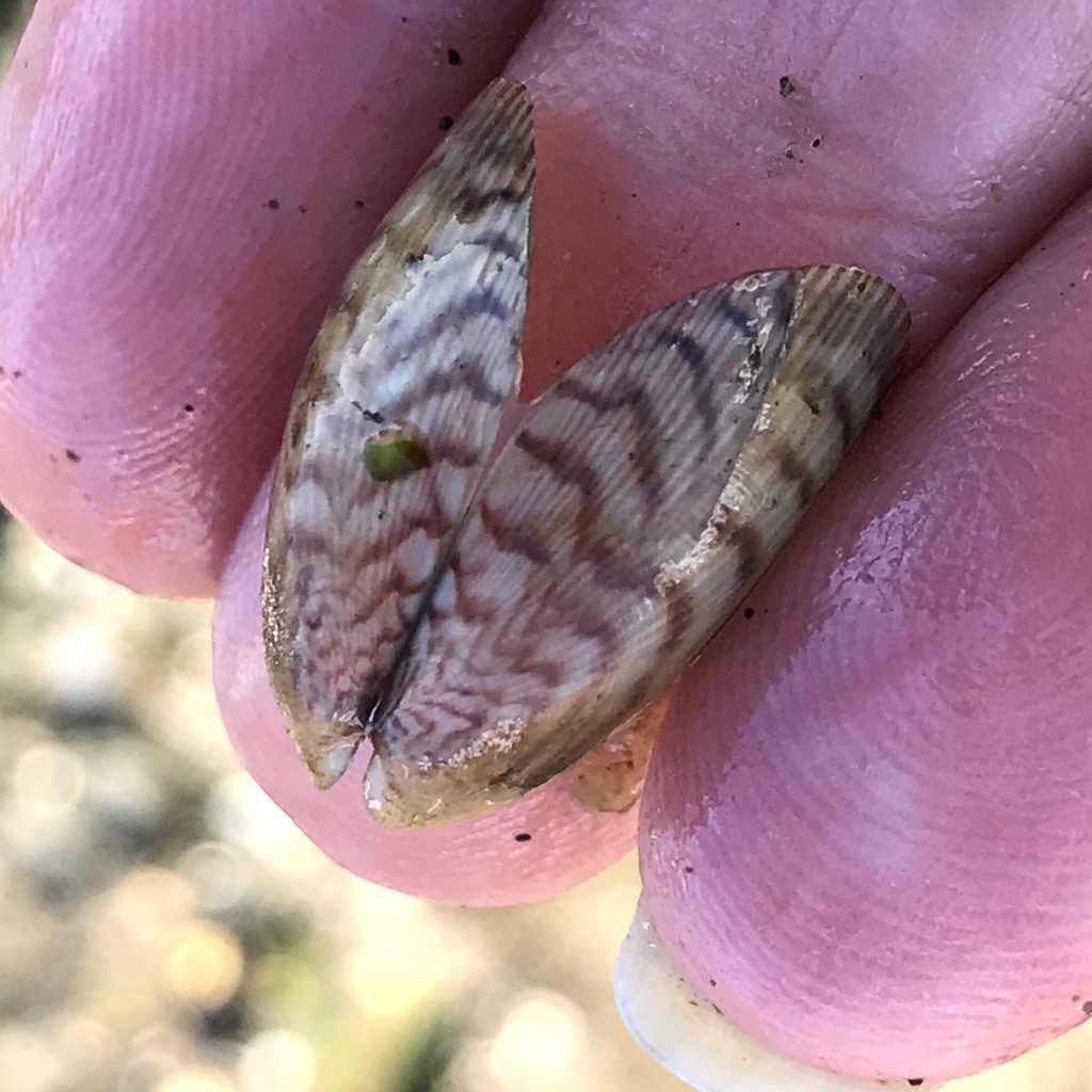 Arcuatula