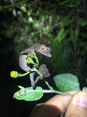 Uroplatus phantasticus