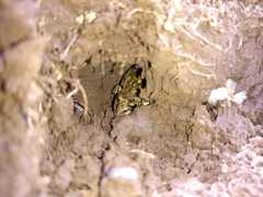 Leptodactylus latinasus