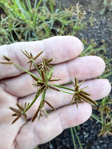 Cyperus haspan observed 2025-08-24