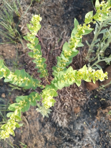 Heart Clut (Clutia cordata)