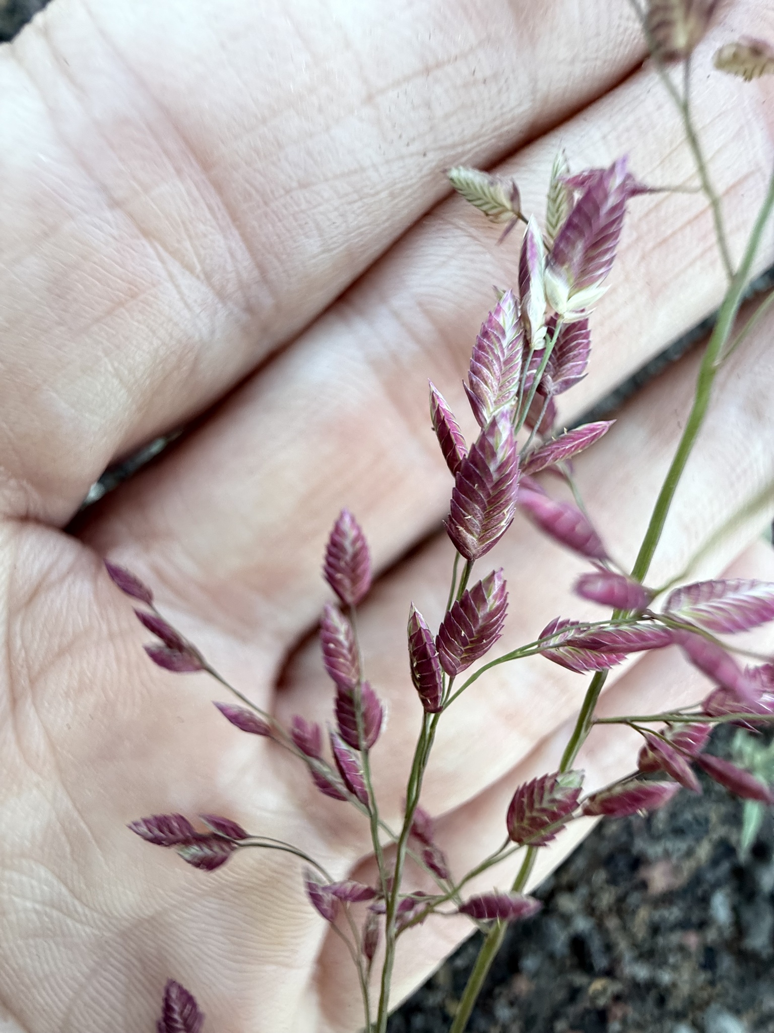 Chinese Lovegrass (Eragrostis unioloides)