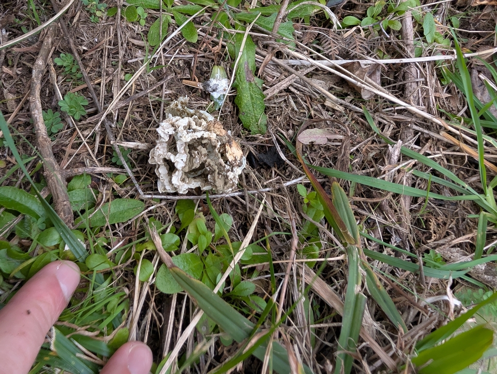 Ileodictyon cibarium · August 2025 · photo: © nbir012 (iNaturalist, cc0)
