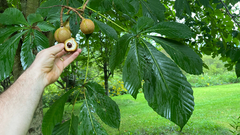 Aesculus turbinata, photograph (c) Tim Park, some rights reserved (CC BY)