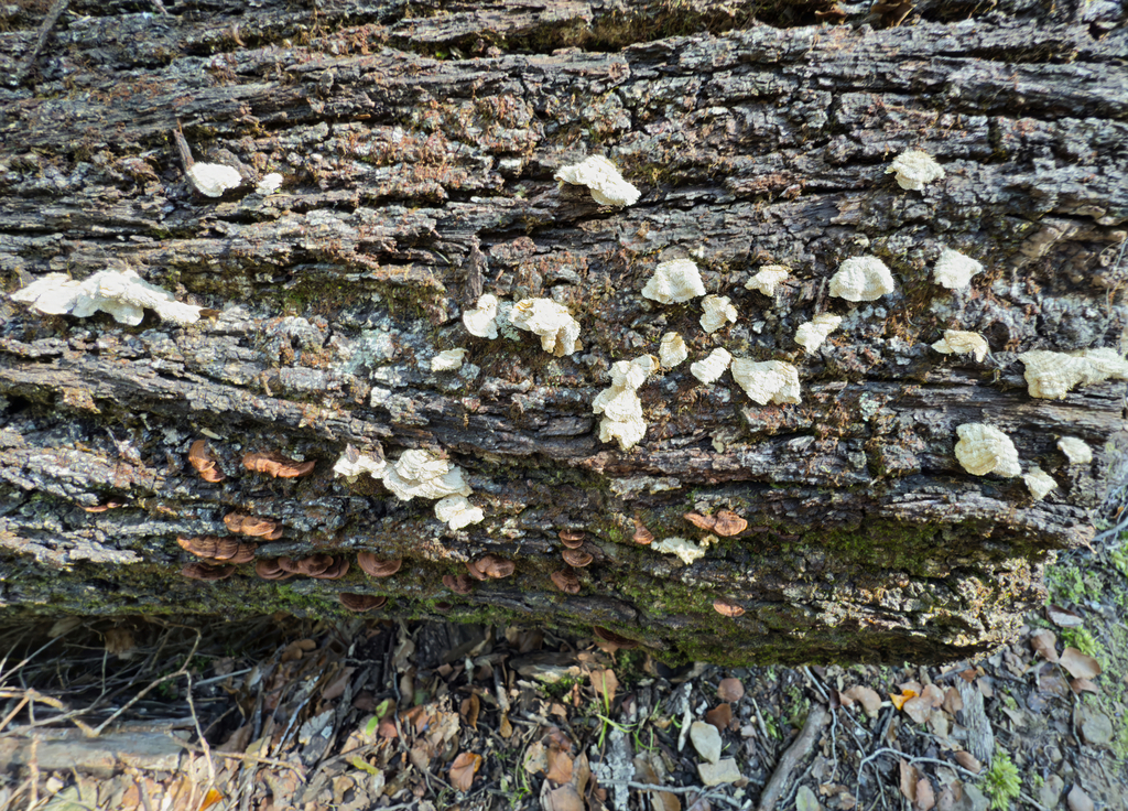 Stereum vellereum · August 2025 · photo: © jeremy_rolfe (iNaturalist, cc-by)