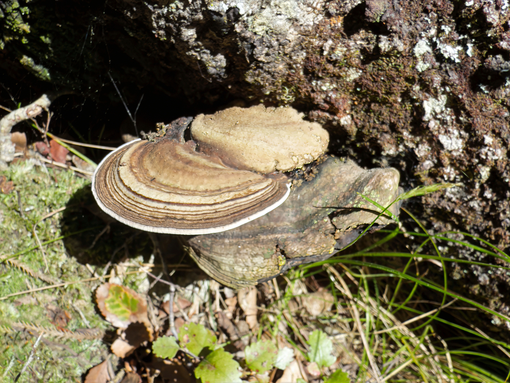 Neofomitella hemitephra · August 2025 · photo: © jeremy_rolfe (iNaturalist, cc-by)