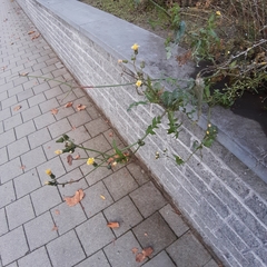 Sonchus oleraceus