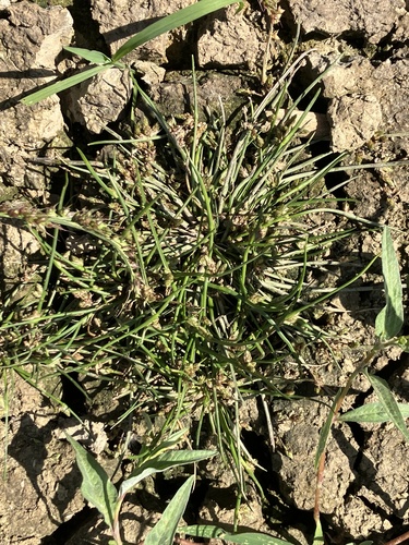 Schoenoplectiella supina, 2025-08-25