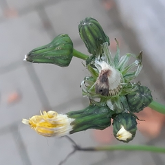 Sonchus oleraceus