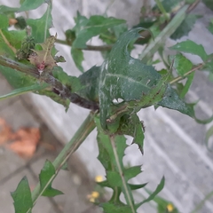 Sonchus oleraceus