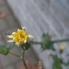 Sonchus oleraceus