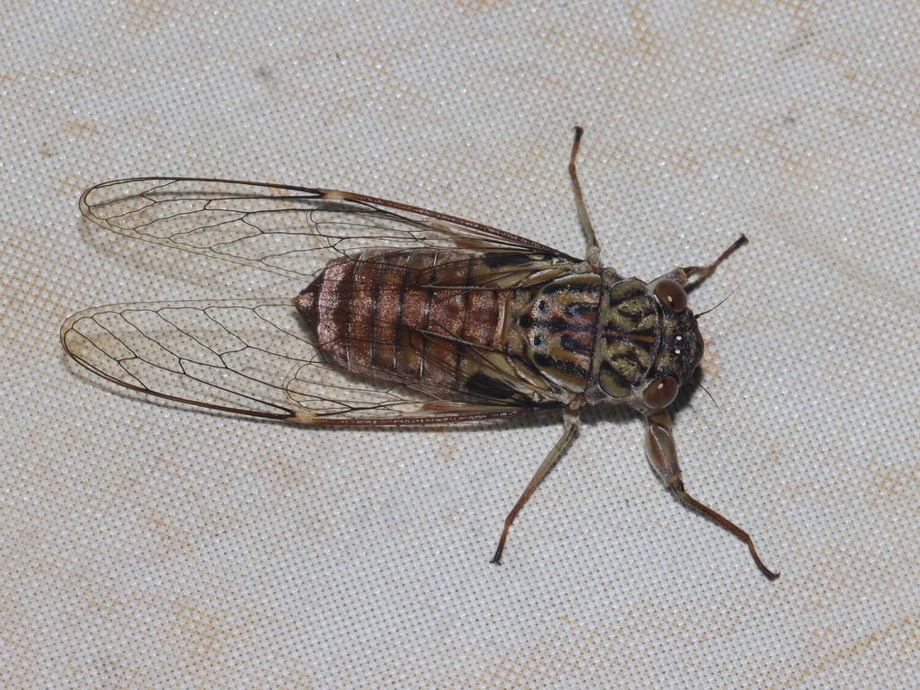 Purapurana atroclunes