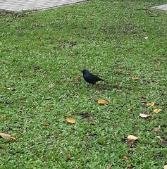 Corvus monedula