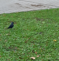 Corvus monedula