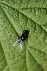 Eudasyphora
