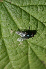 Eudasyphora