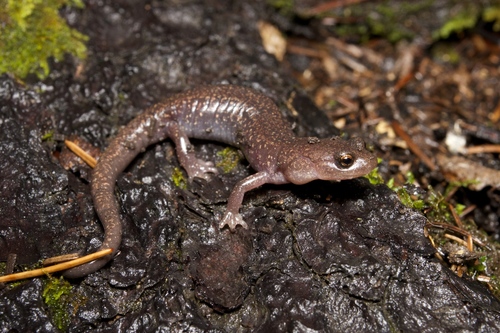 Sacramento Mountain Salamander