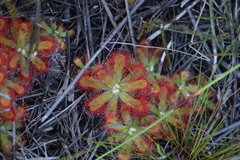 Drosera esterhuyseniae