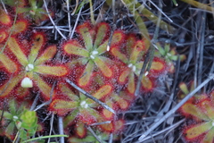 Drosera esterhuyseniae