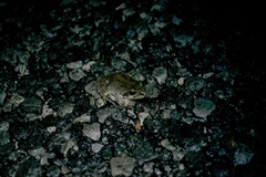 Pseudacris streckeri