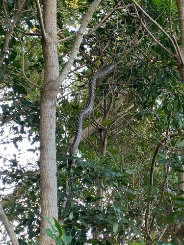 Coastal Carpet Python sighting