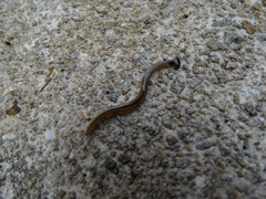 Bipalium vagum