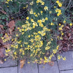Senecio inaequidens