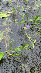 Pontederia korsakowii, photograph Tim Park, CC BY, iNaturalist via GBIF